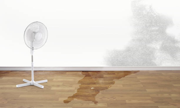 Best Water damage contractors near me  in Shelburn, IN