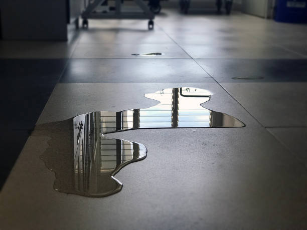Best Professional water damage repair  in Shelburn, IN